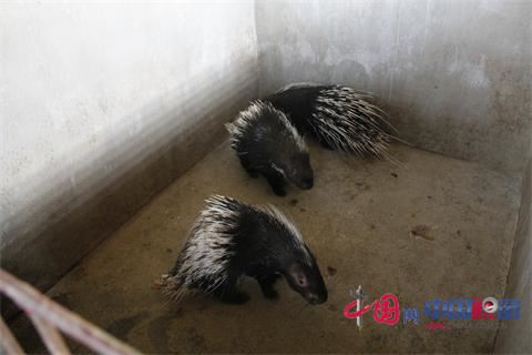 Deng Jiemin's porcupine farming is on the road to prosperity.