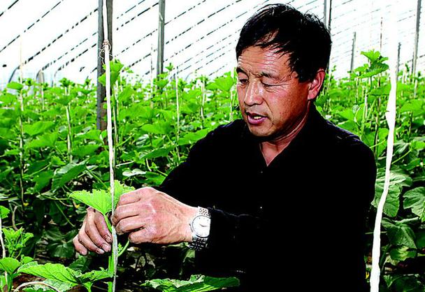 Wang Hairong: the Rich Leader of growing vegetables in greenhouse