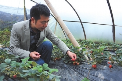 Zhejiang businessmen have invested nearly one million yuan to grow fruits in Leshan.