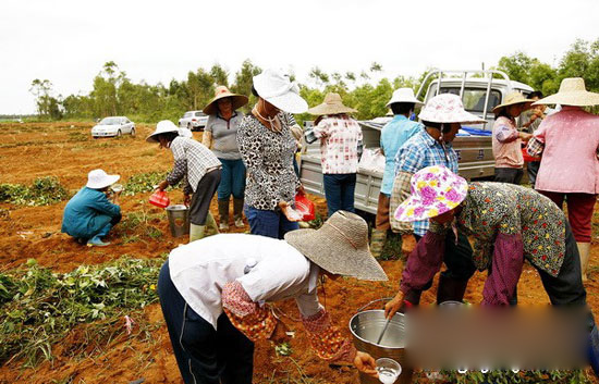 Suixi sweet potato contractor need not worry about digging and selling.