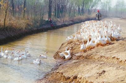 He chatted with his friends and found a business opportunity. He raised big geese.