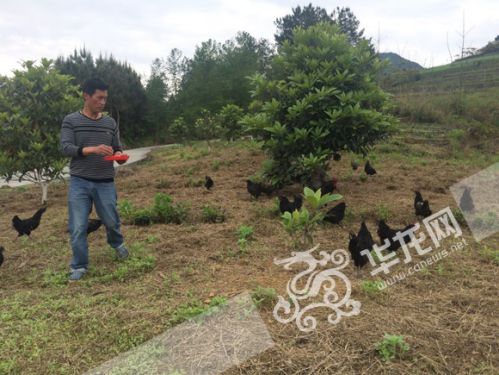 Zhejiang son-in-law came to Chongqing to farm: why did he go to the city to look for gold while guarding the 