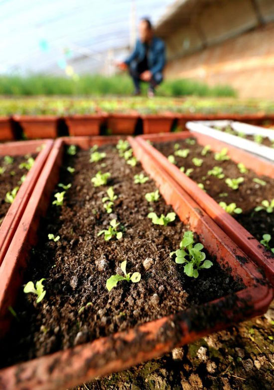 The temperature in Shandong Province warms up quickly, that is, ink and pots sell vegetables.