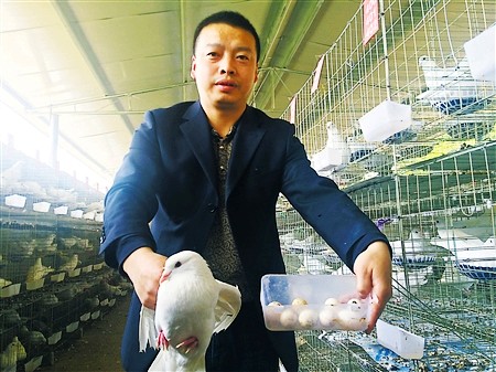 Ecological Feed Raising Pigeon Drives Villagers in Old Areas to Increase Income and Become Rich