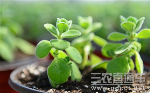 Zhongguancun Quantum Biological Agricultural Innovation Alliance Established in Beijing