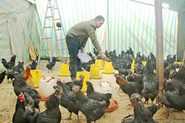 * * Abudu, a farmer in Jiashi County, relies on raising black-bone chickens to get rich.