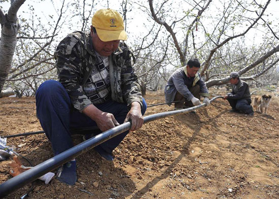 Water-saving drip Irrigation of Orchard in Spring drought in Shandong Province