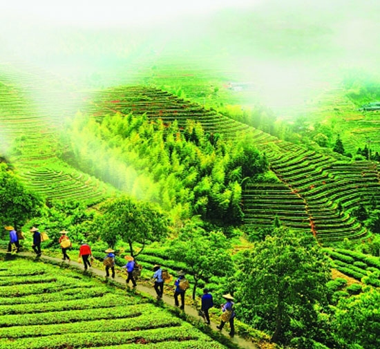 Anxi Oolong Spring Fresh Tea Picking Workers Tea Ridge