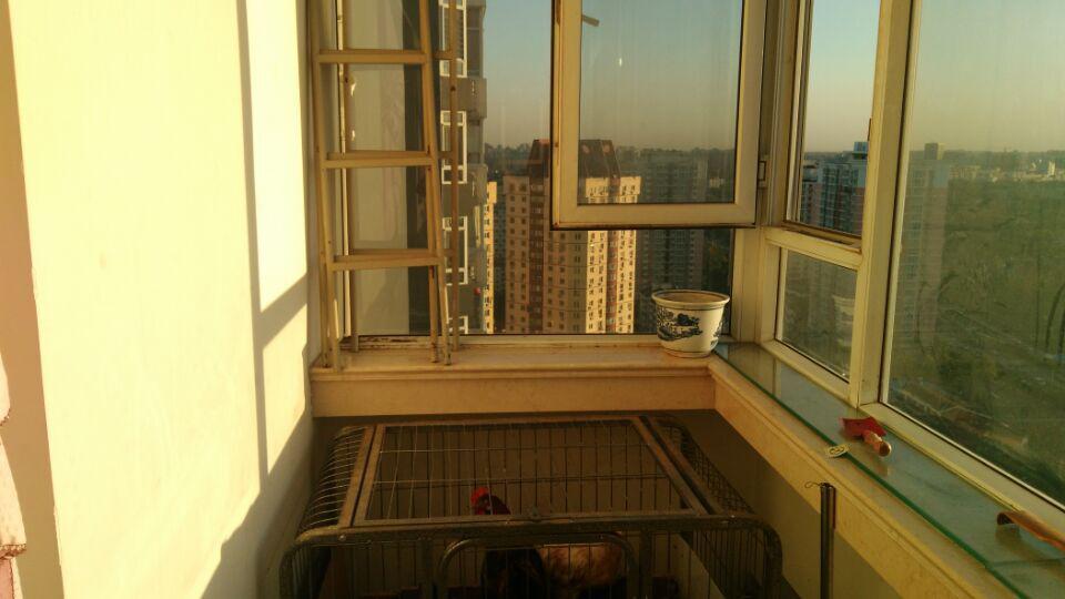 Unheard of-pheasant flying up to the 28th floor