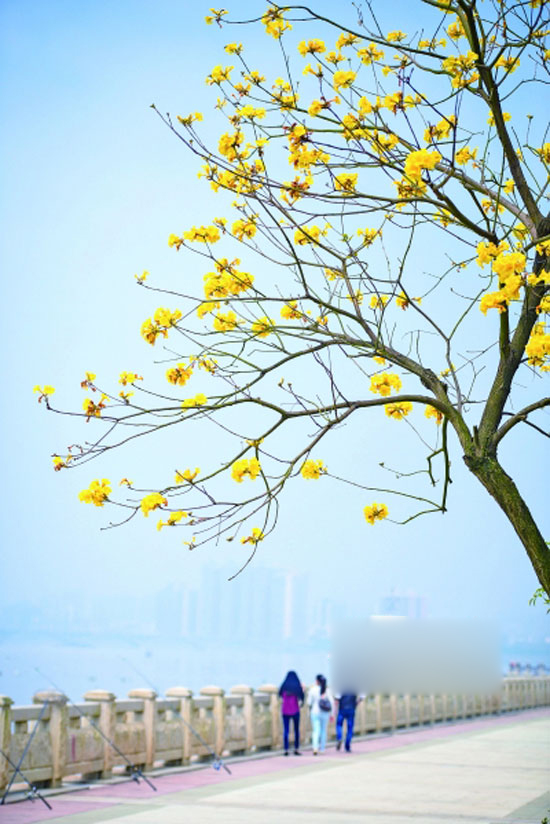 The beautiful scenery of Qingyuan flowers in full bloom can not be photographed.