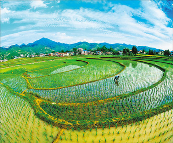 In the early summer, Tanaka reflected the mountain city and the rice turned green.