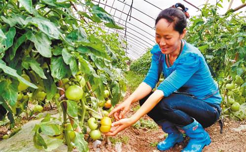 The secret of Weng Shunyu, a professional vegetable farmer, to grow vegetables without worrying about selling