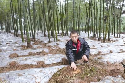 Technology opens up new space for planting Dictyophora under bamboo forest