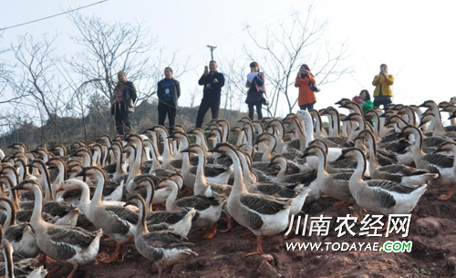 Retired soldiers return to their hometown to engage in characteristic agriculture to lead the villagers to become rich