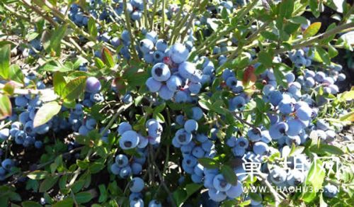 Blueberry orchard covers an area of about 120 mu of blueberry high-yield dimethoate farmers.