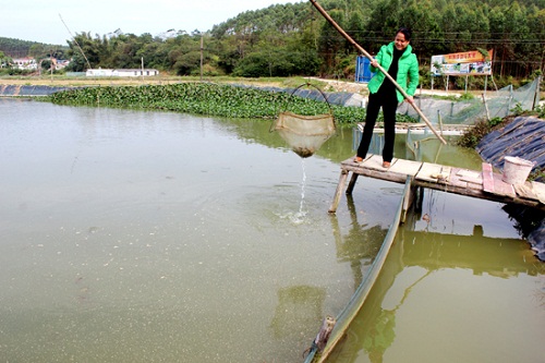 Shanglin County, Nanning, Guangxi: raising Loach 