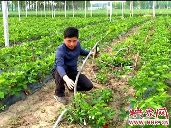 The post-80s migrant workers in Xiping went to the road to get rich by picking with special features.