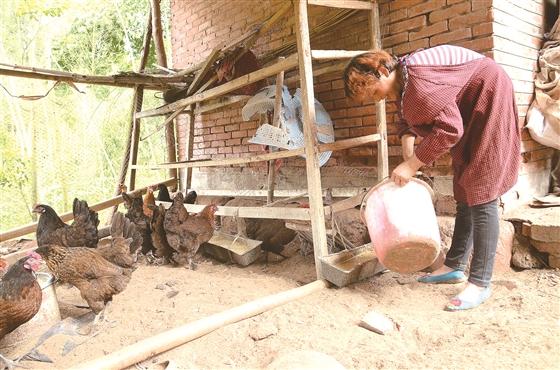 Qingshen County, Sichuan Province: poor villages embark on the road of raising chickens to become rich