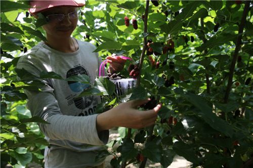 Liyang planting mulberry and sericulture: Bombyx mori and Cordyceps sinensis are integrated