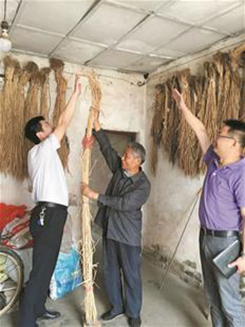 Rice grows into Yao Ming, high soil experts ponder strange tricks.