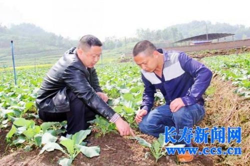 Shiyan Town, Chongqing: returning home to grow vegetables and start a business again