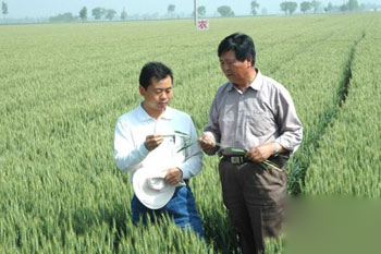 A Memory of Characteristics of Wheat Breeding for Half a Century by Wang Hui