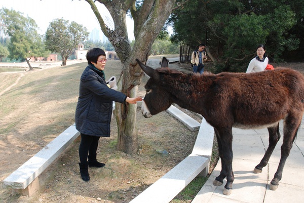 Millet black donkey has a cycle of hematopoiesis to help the poor. It's not cold in winter.