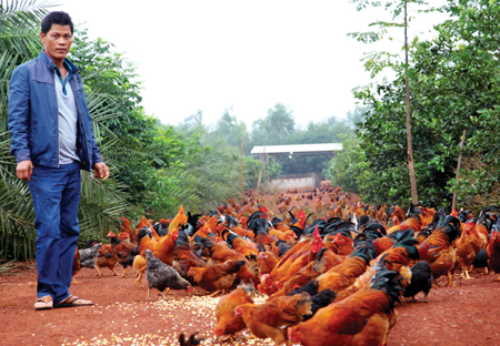 Hainan Lingao: raising fragrant chickens to make people rich