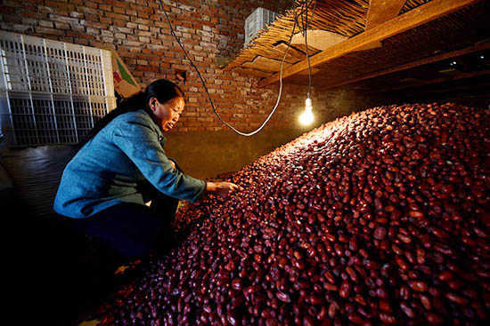 Shanxi red jujube is difficult to sell and feed pigs to avoid mildew