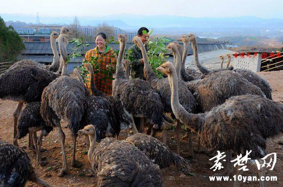 Yunyang District post-90s couple raising ostriches in the mountains costs 150 yuan per egg.