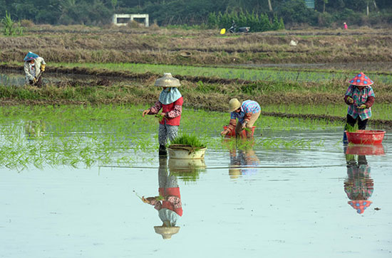 Hainan early rice transplanting Qiong seawater warm seedlings in December