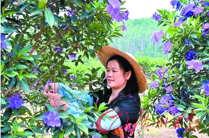 Song Huitu, Chini Town, Huadu District, led the women of the whole village to become rich together.