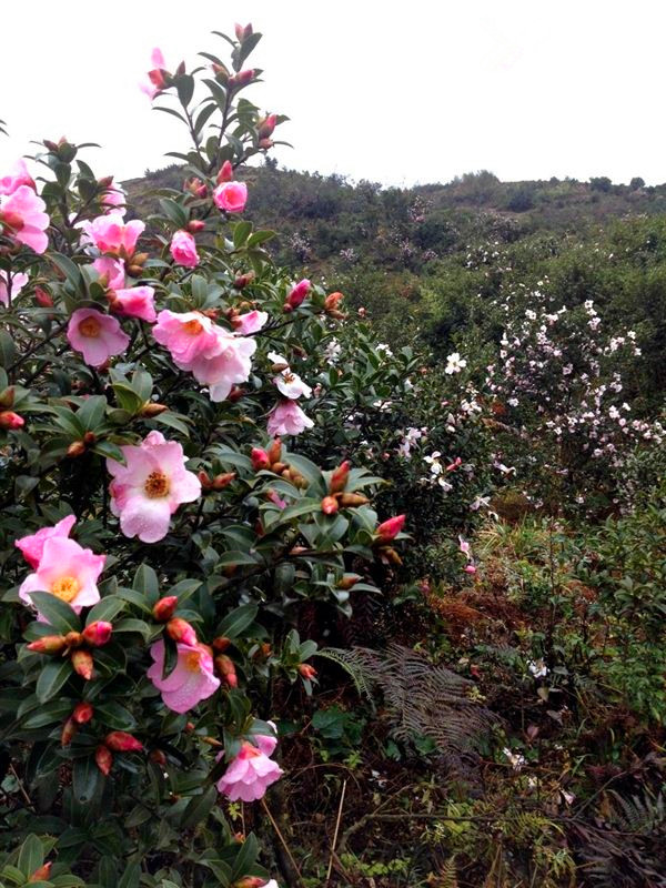 Camellia oleifera blossoms to become rich