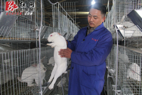 The Rex Rabbit puts the villagers of Huayuan County on the road of getting rid of poverty and becoming rich.