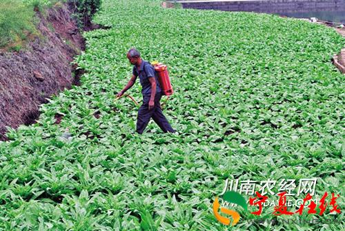 The old man grows vegetables in open field and grows them in rotation to get rich