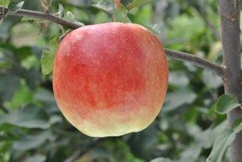 Early ripening Apple 