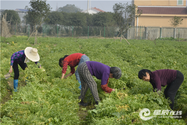 Wangcheng Bajiaxing's Small Vegetable Dream: Fine Processing Drives Farmers to Become Rich