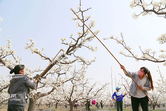 How many flowers do you know when pollinating Yali pear?