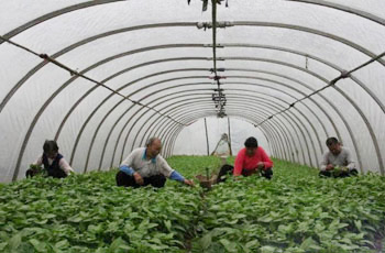 Qiaohe only grows three kinds of vegetables. The vegetable vendor rushed to come.