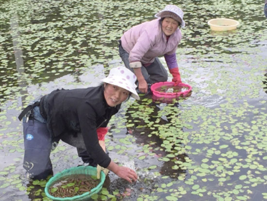 Global water shield look at China China water shield look at Chongqing