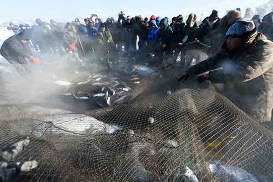 The first net of farmers' cats in Harbin becomes busy in winter.