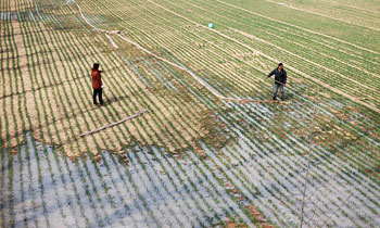 The stationmaster of agricultural technology is sure that there are four ways for wheat seedlings to become strong.