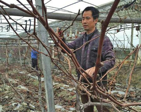 The annual profit of returning to their hometown to grow red oysters and become rich reaches one million yuan.