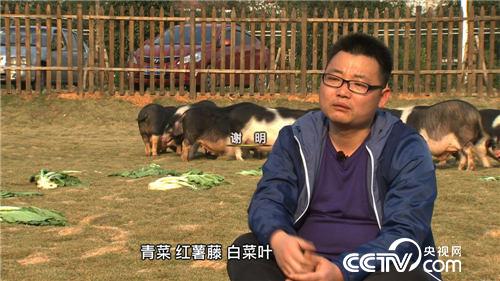 Ningxiang County, Hunan Province: it is easy for him to make money by raising flower pigs.