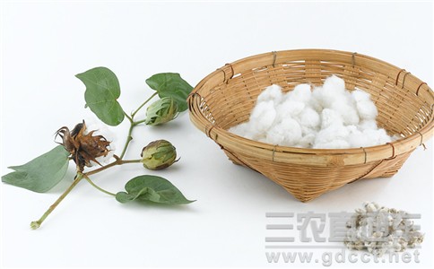 The Ministry of Agriculture explores the cotton production model in the Yangtze River Basin