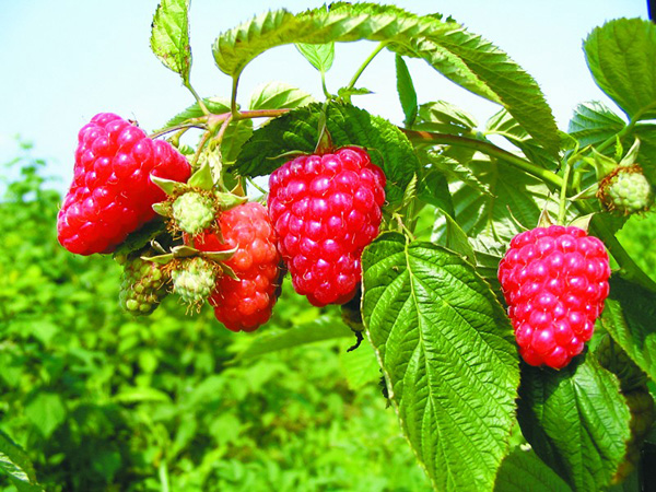 Binxian County, Heilongjiang Province: raspberries become a 