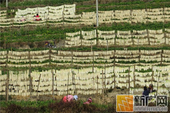 The white radish shows 