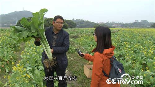 Vegetable trees become 