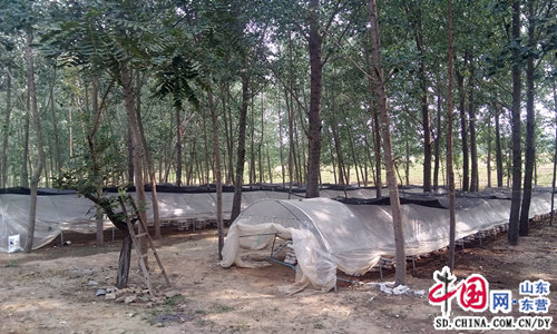 The official of Lijin University Village uses small mushrooms to hold up the umbrella of getting rich.