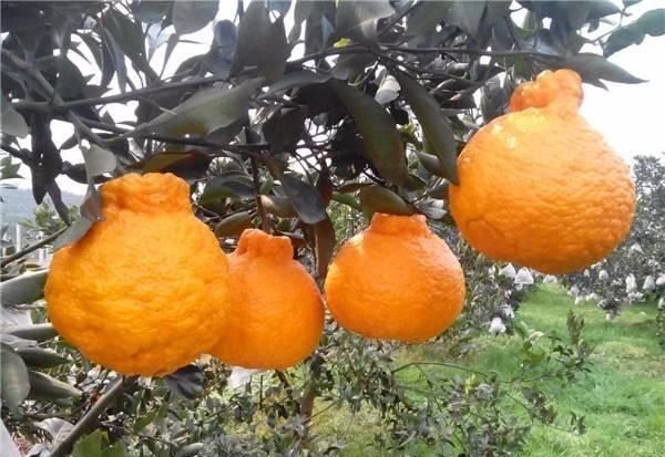 The ugliest fruit in China, sold in Japan for 200 yuan, one!